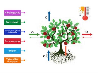 A növények életfeltételei