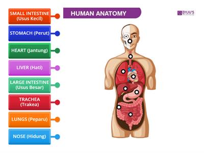 HUMAN ANATOMY (Anatomi Manusia)