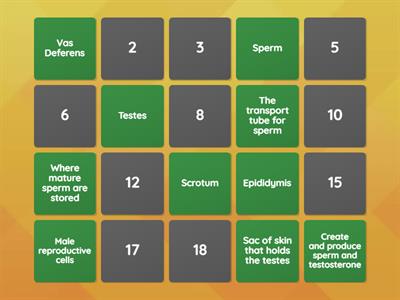Male Reproductive System