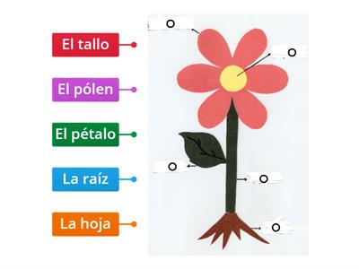 Las partes de la flor - Vocabulary 1b