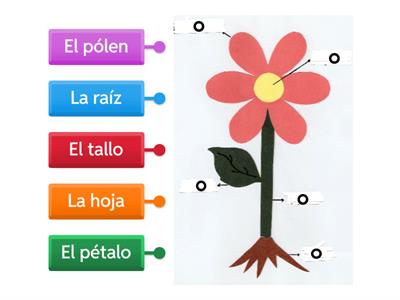 Las partes de la flor - Vocabulary 1b