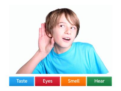 Five Senses Quiz