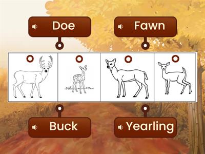 Label Deer Stages