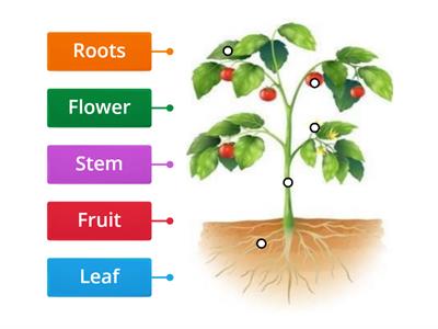 Parts of the plants. Natural 5th Grade