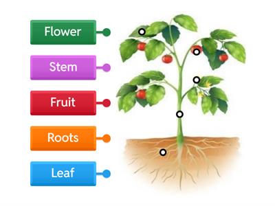 Parts of the plants. Natural 5th Grade