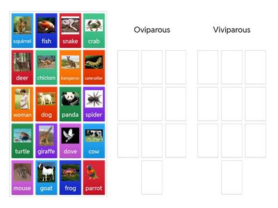 Classify : Viviparous and Oviparous 