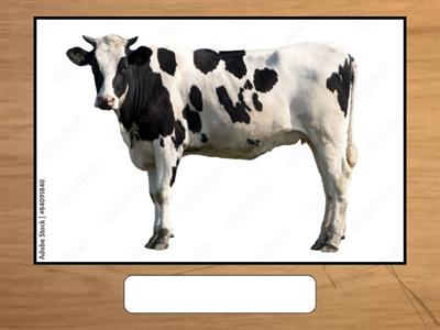 ANIMALS VOCAB (TYPE)