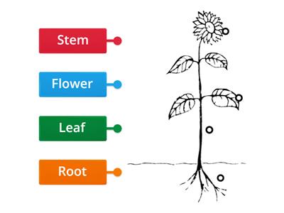 Parts of plant