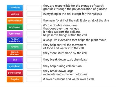 cell organelles - Patrick