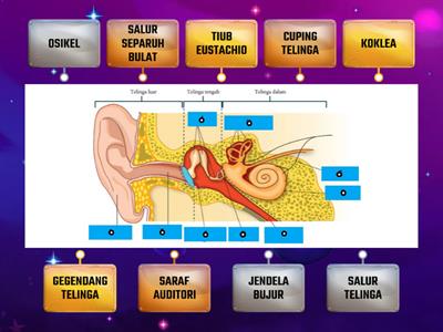 1.2 RANGSANGAN DAN GERAK BALAS MANUSIA (BAHAGIAN TELINGA)