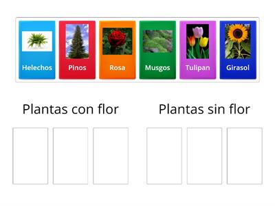 Las plantas de mi comunidad