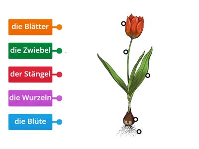  Die Bestandteile der Tulpe