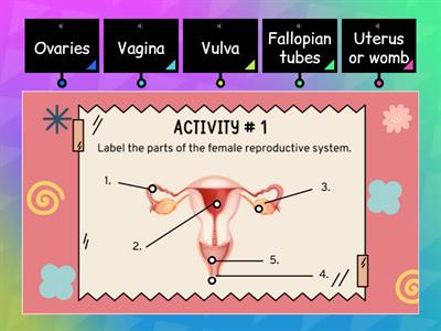 Female Reproductive System