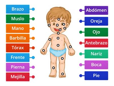 Partes del cuerpo (Primaria) 