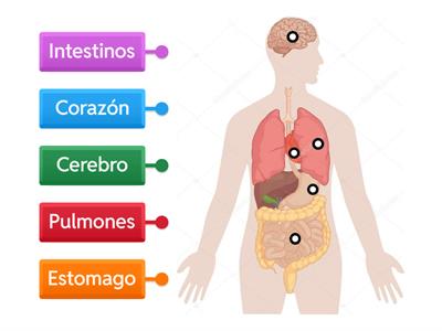 Organos del cuerpo humano