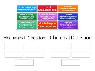 Mechanical vs. Chemical Digestion