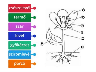 A virágos növény és a virág részei