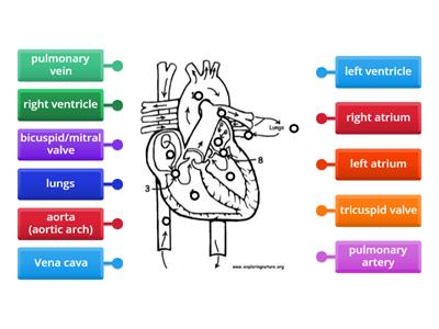 Blood flow