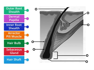 Structure of the hair 