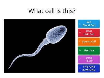 Reproduction Science KS3