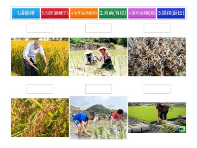 1208 小米粒長大的過程對對碰