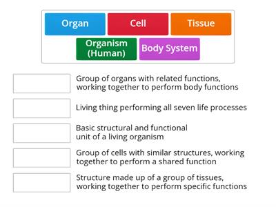 The Human Body (Tissues)