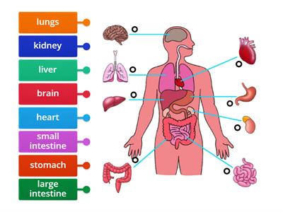 Organs in the Body