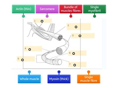 Skeletal Muscle Structure