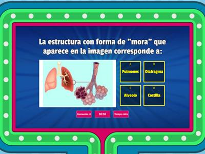 Sistema Respiratorio 