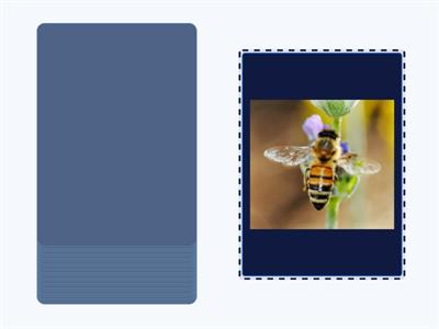 English File pre-intermediate - Unit 9A - Animals