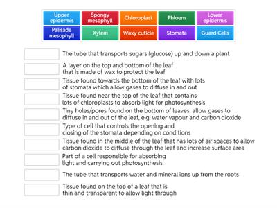 Leaf Structure Functions