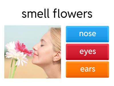 5 senses