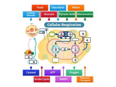 Cellular Respiration Diagram