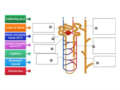 Nephron structure NGS