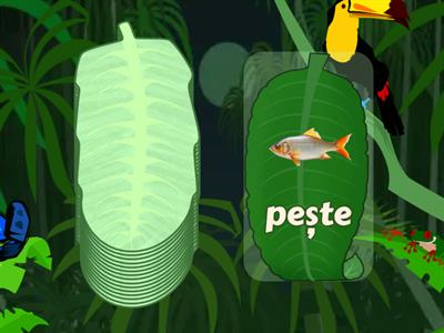 Etapa diferentiere ș/s