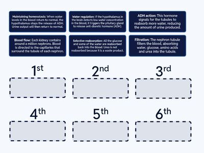 Kidney Reabsorption Order