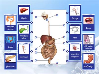 Sistema digestivo humano