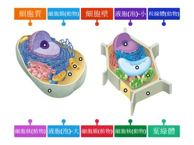 細胞的構造
