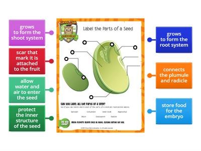 Functions of seed structure