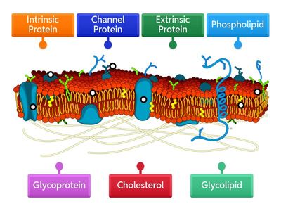 Cell membrane labelling