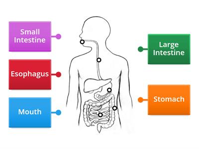 Label the Digestive System