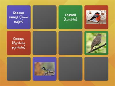 Класс птицы. 7 класс.