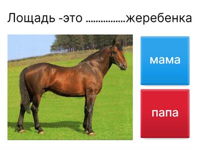 Мама и папа, животные, РКИ дети
