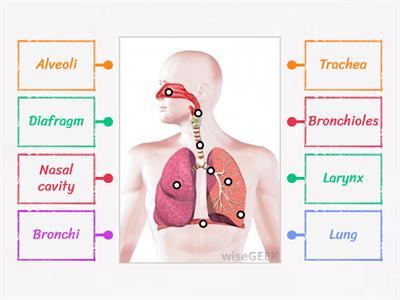The respiratory system