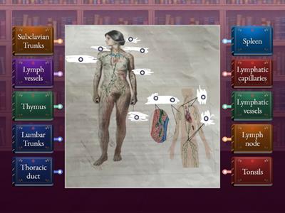 Medical Assisting 2: Lymphatic System