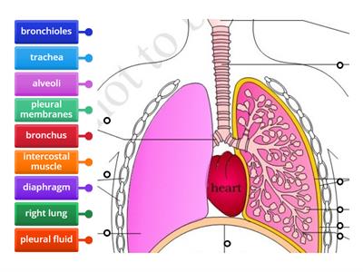 Label Respiratory System