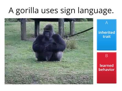 Inherited and Learned Behavior