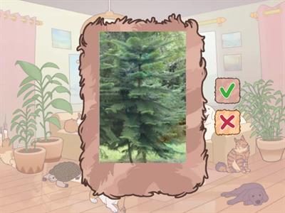  造園丙級植物識別