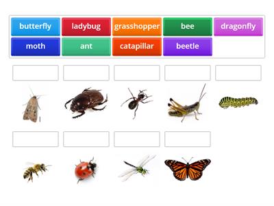 ST3 M7 Insects