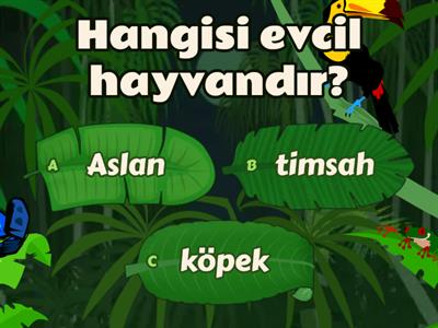 çevremizdeki hayvanlar